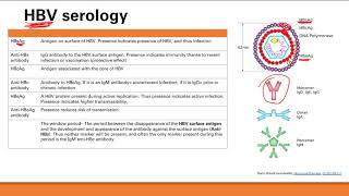 Hepatitis Viruses  GI system  Step 1 Simplified [upl. by Ellimahs524]