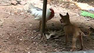 Poor pupy vs rooster [upl. by Raseda]