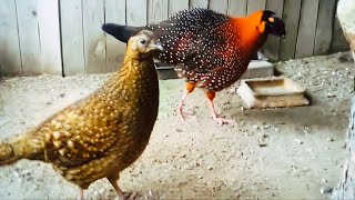 Satyr tragopan found along the Himalayas combines warm tones that inspire passionate creativity [upl. by Sergo]