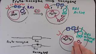 Cancer Genetics Part II Protooncogenes to Oncogenes [upl. by Nigam]