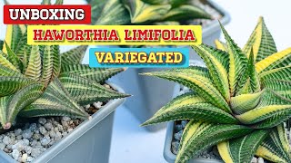 Unboxing Haworthia Limifolia Variegated  Very Easy To Grow amp Maintain  Succulent [upl. by Townshend]