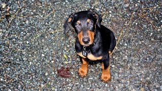 cute 8 week old doberman puppy [upl. by Dedra156]