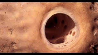 Top Five Fear of Holes Best Trypophobia Images Ever Reddit Trypophobia [upl. by Oramug119]