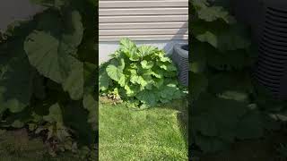 Massive rhubarb that won’t stop growing freakplant massiveplant hugeplant rhubarb plantlover [upl. by Ralf]