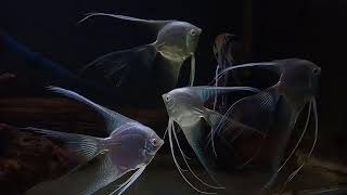 Angelfish Ghost  Angelfish platinum Veiltail  Manfish platinum slayer [upl. by Maitund]