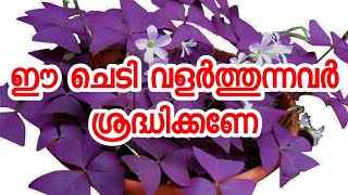 ഈ ചെടി വളർത്തുന്നവർ ശ്രദ്ധിക്കണേ😱😱Oxalis triangularis plantButterfly plant🔥🔥 [upl. by Reteid]