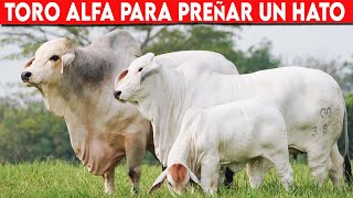 🔴 TORO ALFA Para PREÑAR Un HATO NUMEROSO ✅ Ganado Vacuno [upl. by Ardnac792]