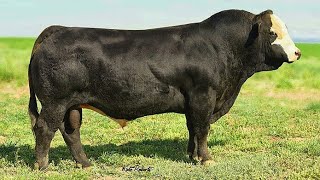 Black Simmental bulls [upl. by Nhtanhoj]