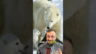 Por Que O Humano Não Pode Comer Carne De Urso Polar Será [upl. by Roux571]