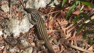 Tiger whiptail lizard California 92563 [upl. by Woodie857]