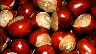 Conkers [upl. by Notsreik]