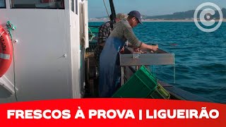 Receitas com Lingueirão  Frescos à Prova  Lingueirão  Chef Chakall  T3 EP4 [upl. by Auop945]