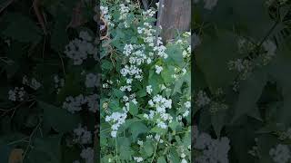 A Weed to Reconsider  White Snakeroot Ageratina altissima [upl. by Doyle]