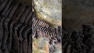 The phenomenon of decomposition of bodies ocean history universe documentary science physics [upl. by Sollows750]