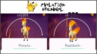 HUGE  1800 CP Rapidash Pokemon go Ponyta1200 Evolution [upl. by Emse]