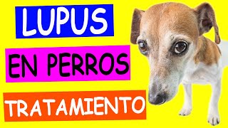 LUPUS ERITEMATOSO en PERROS [upl. by Pacificas]