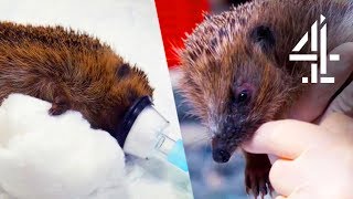 Extraordinary Surgery On Four Hedgehogs With Exactly Identical Injuries  The Supervet [upl. by Laehcor]