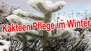 Kakteen im Winter pflegen  Kaktus überwintern Gießen Düngen Standort uvm [upl. by Nauh455]