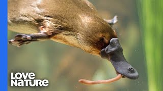 Platypus vs Platypus  Battle for Dominance [upl. by Ysset]