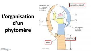 Le développement de la plante  croissance et organogenèse chez les végétaux [upl. by Vanderhoek]
