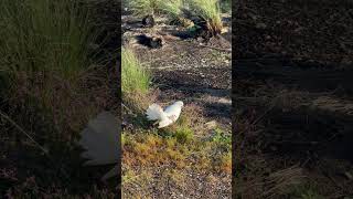 Fantailed Pigeon in Tasmania  fantailedpigeon pigeon [upl. by Mulderig786]