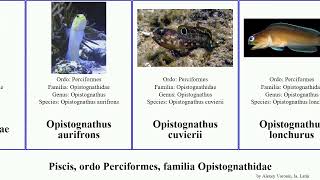 Piscis ordo Perciformes familia Opistognathidae opistognathus fish lonchurus Futuremono cuvierii [upl. by Eirol]