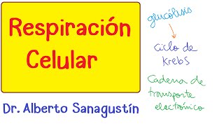 RESPIRACIÓN CELULAR Bioquímica [upl. by Togram]