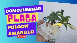 Como Eliminar los PULGONES DE LAS PLANTAS [upl. by Story243]