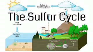 Sulfur Cycle [upl. by Fraze]