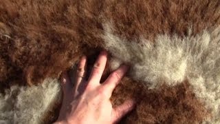 How To Make Your Own UnBleached Sheep or Goat Skin Rug [upl. by Meredeth]