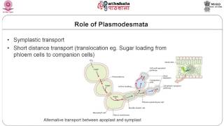 plasmodesmata [upl. by Ras]