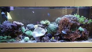 Peninsula Reeftank after 3 Years and 3 Month [upl. by Alemaj]