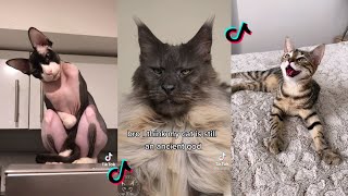 This is Supposed to Remind Cat of How They were Worshiped in Ancient Egypt  Tiktok Cat Compilation [upl. by Redman470]