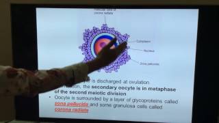 General Embryology  Part II  First and second week of development by Dr Vijaya [upl. by Hasen]