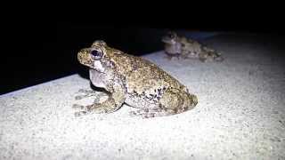 Gray Tree Frogs Calling [upl. by Airdnna]