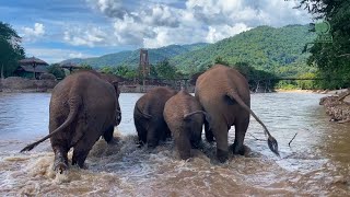 Returning Home to Elephant Nature Park  ElephantNews [upl. by Scharff]