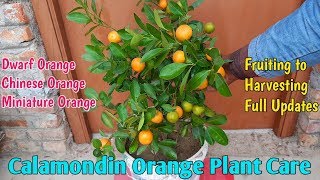 Calamondin  Orange Plant Care  How To Grow And Care For Chinese Orange [upl. by Bradlee]