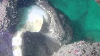 Shark Cannibal and Maneaters  Mudjimba Island QLD [upl. by Rainwater]