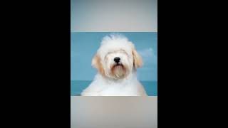 Happiness is a Havanese Discover the Charm of this Adorable Dog Breed [upl. by Shaylynn]