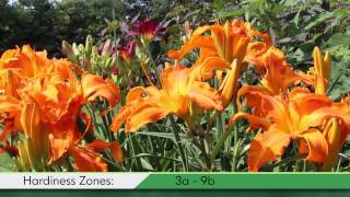 Proven Winners® Gardener Channel Proven Winners® Primal Scream Hemerocallis [upl. by Anitsyrc]