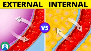 Internal vs External Respiration  Simple Explanation [upl. by Eadas]