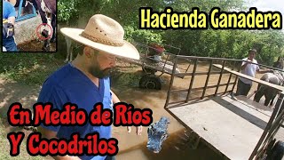 Hermosa Hacienda Ganadera En Medio de Ríos y Cocodrilos 🐊 Resolvimos Algunos Problemas de Salud [upl. by Nahsab]