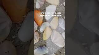 Fascinating Coquina clams are always moving with every wave See complete video to learn all [upl. by Edla]