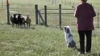 Ella the Australian Shepherd Herding Lesson [upl. by Dotson]