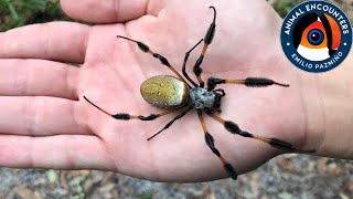 Esta araña GIGANTE tiene seda DORADA araña banana [upl. by Einwahs131]