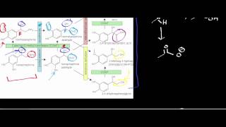 Biochemistry  Catecholamine Catabolism via MAO amp COMT [upl. by Tormoria470]