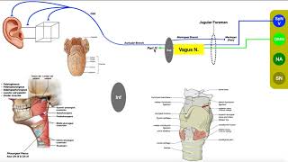 Cranial Nerve X  Vagus Nerve Part 2b  Structure amp Functions of UQ amp Thoracic Branches [upl. by Calvinna]