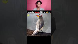 Facts about Oxpecker Bird 🐦  khoon pine wali chidiya 🐦😱  facts created by TheFact 😊 facts [upl. by Ynnor]