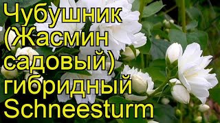 Чубушник гибридный Шнеештурм Краткий обзор описание характеристик philadelphus hybridа Schneesturm [upl. by Iram]