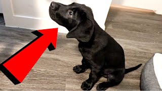 Labrador Puppy Learns To Spin [upl. by Otirecul]